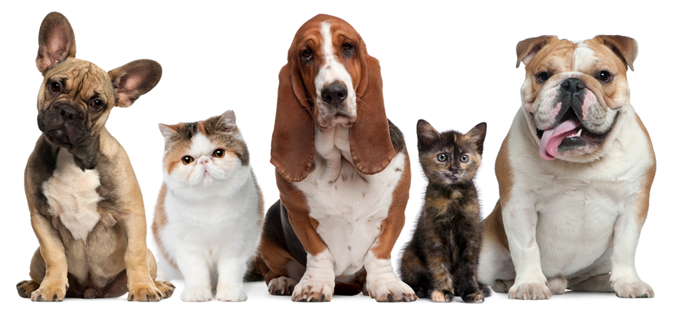 Архивы Здоровье собак: полезные советы по уходу за домашними животными